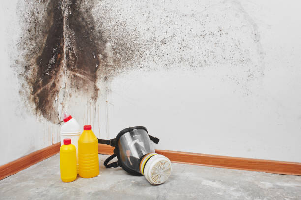 Best Commercial Mold Removal  in Homerville, GA
