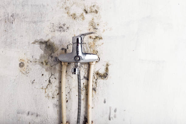 Best Office Mold Removal Services  in Homerville, GA