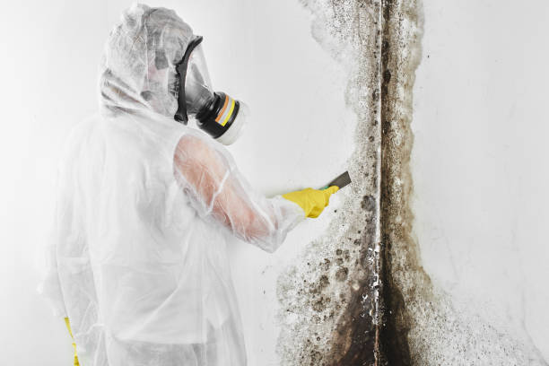 Best Mold Removal Company Near Me  in Homerville, GA