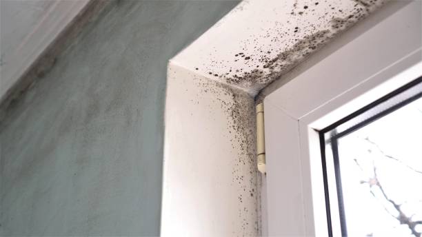 Best Home Mold Removal  in Homerville, GA