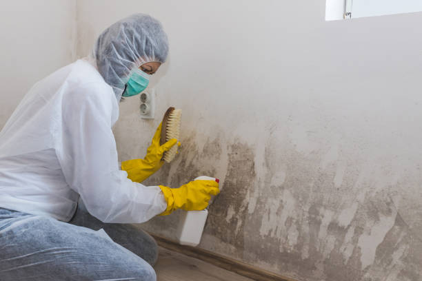 Certified Mold Removal in Homerville, GA