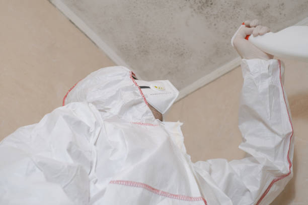 Professional Mold Removal in Homerville, GA
