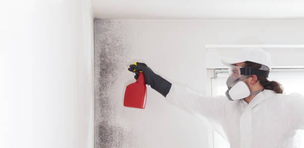 Mold Removal Process in Homerville, GA