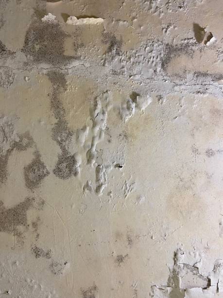 Best Residential Mold Removal  in Homerville, GA