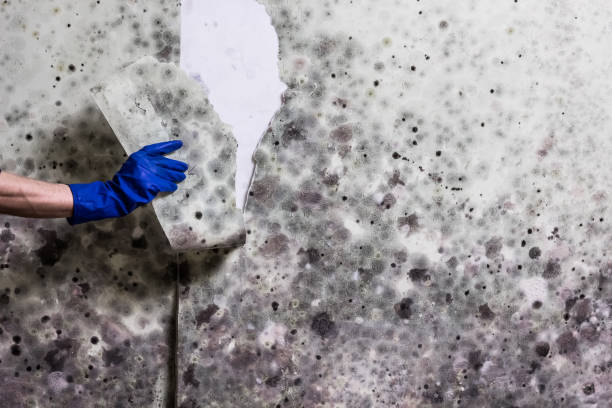 Best Mold Removal Specialists  in Homerville, GA